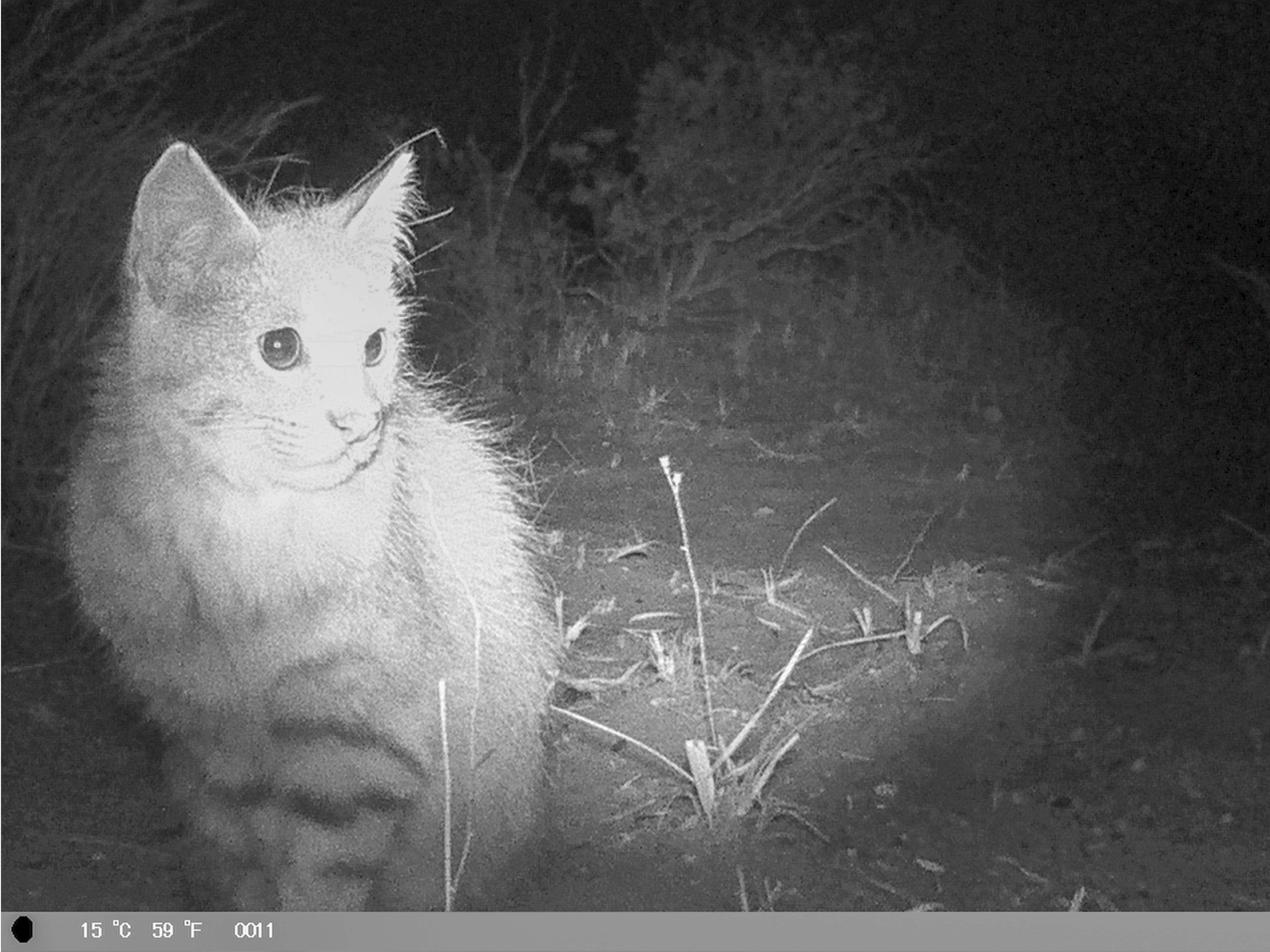 Gato