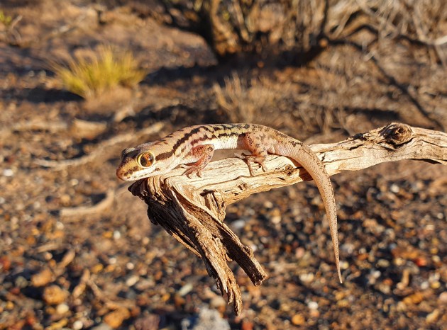 Gecko sobre rama