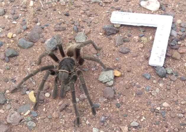 Tarántula con escala