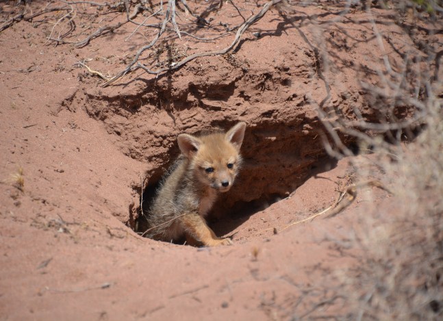 Zorro en cueva