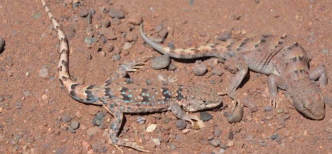 L. calliston - hábitat de monitoreo
