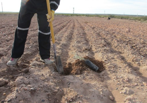 Revegetación mayo 2021 - foto 4
